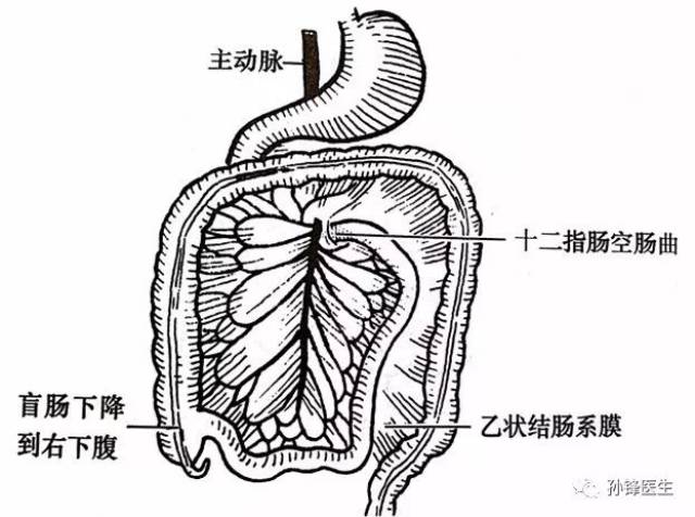 降结肠尾段移向中线,形成乙状结肠,如下图(9)↓↓↓.