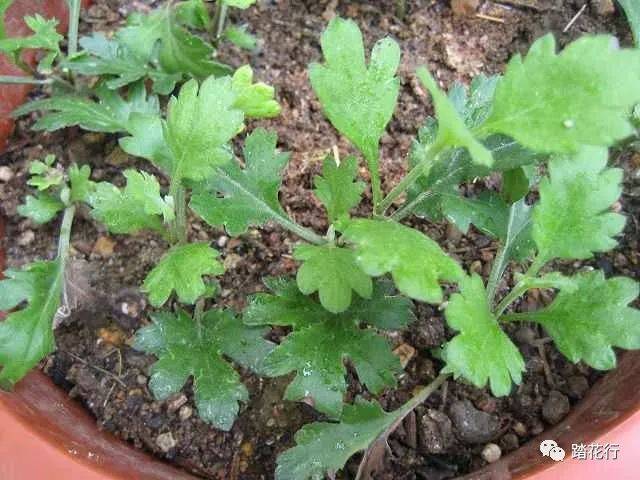 菊花种植过程(09年菊花含包待放)