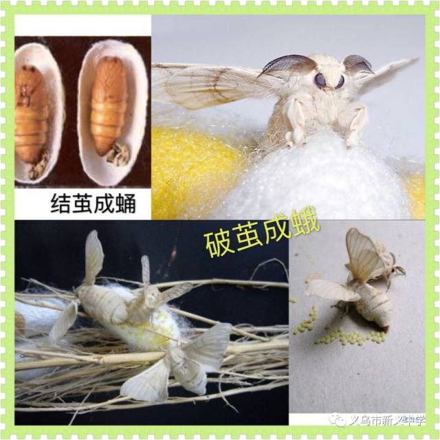 待你"破茧成蝶"——义外学子科学课堂养蚕记