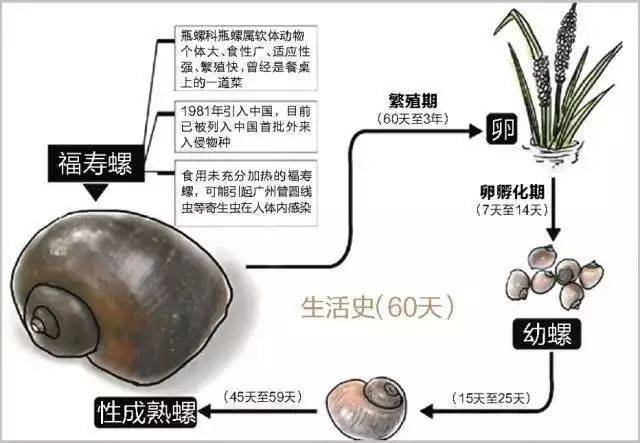 你可能吃了假的"田螺"!吃这种螺,小心寄生虫入脑