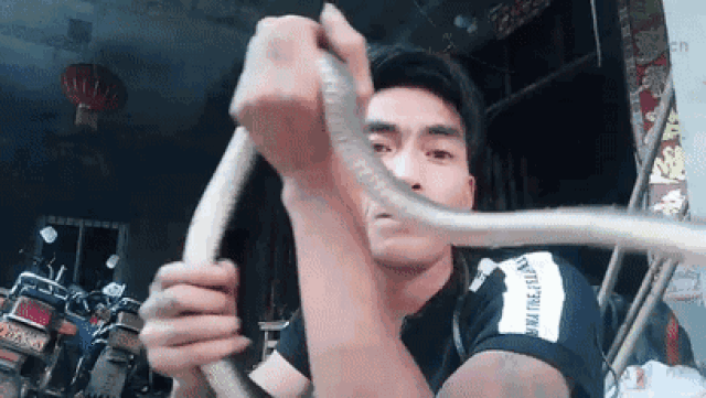 六间房主播与蛇上演深情一吻?