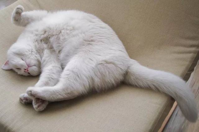 据说一只猫在做梦的时候,睡姿就相当的不像话了