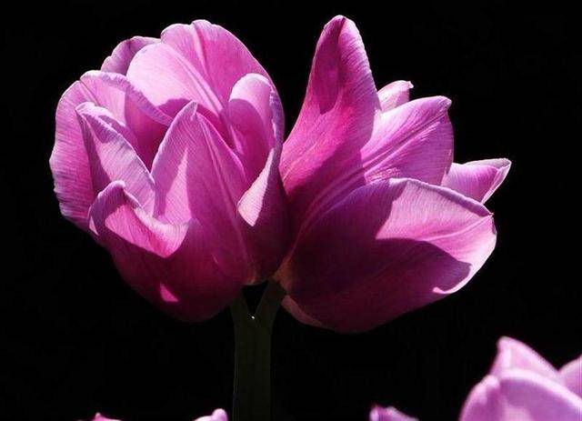 周延锋美文美图:我和你要做人间并蒂花(并蒂花动人芳姿)