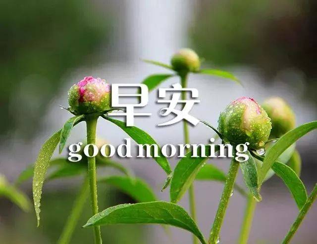 漂亮早安图片鲜花带字 新的一天开始早安心情说说句子