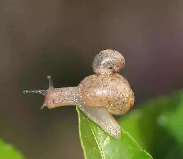 【果技精选】蛞蝓,蜗牛!下过雨后,这两大害虫你可看好