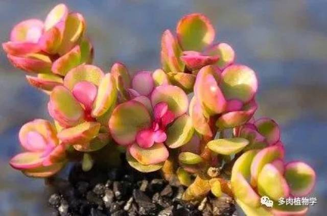 多肉种植经验分析 98e0daae497a4d6a9c2a9dfadea2e92a.jpeg