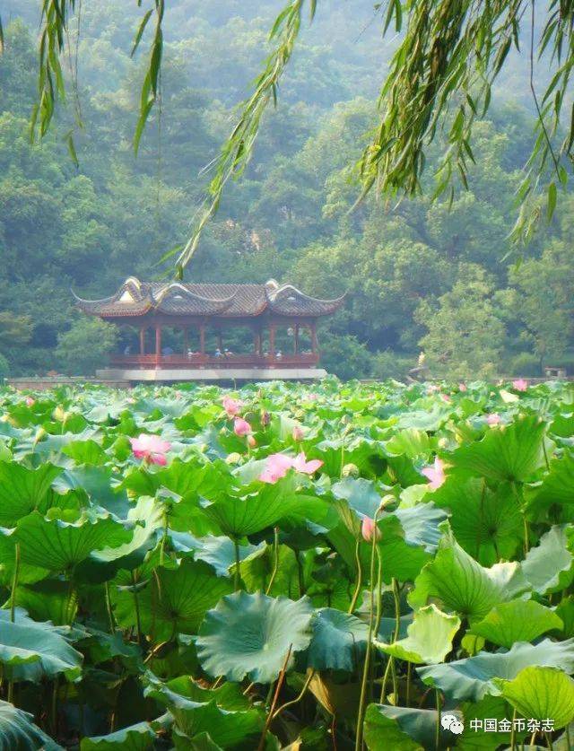 我们在六月的西湖听雨,观荷,赏币