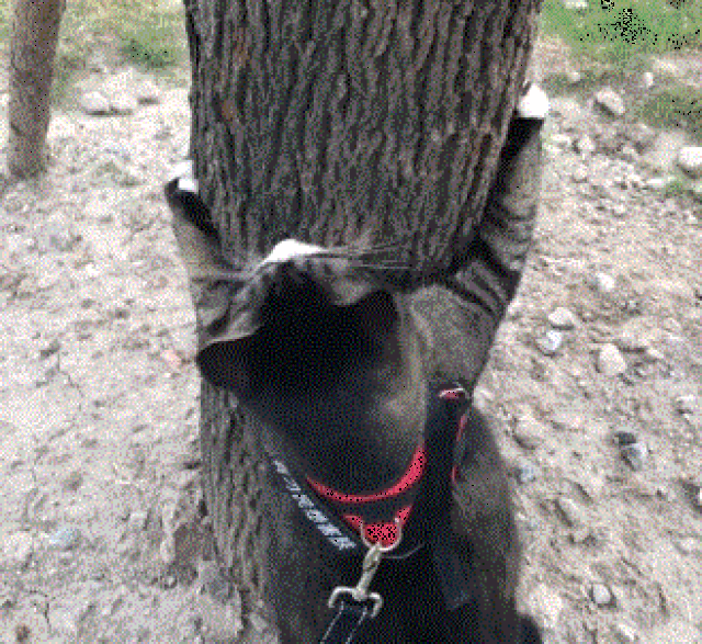 猫咪想爬树,信心满满的抱着树几秒后,转身走了:我还是回家吧