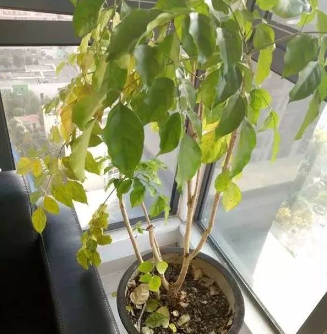 【花语新谈】花儿叶片黄了,不一定缺水了