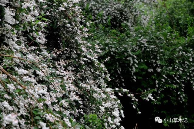 齿叶溲疏 那一片花海,花墙,花路