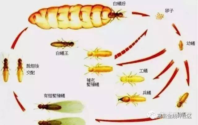 高县朋友们,你们知道三大菌是怎么生长出来的吗?