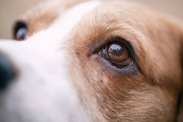 一旦狗狗眼睛流出"特殊"的眼泪,可能是这些病!
