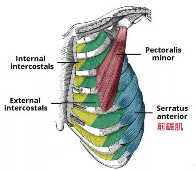 「运动康复」前锯肌的5 4功能
