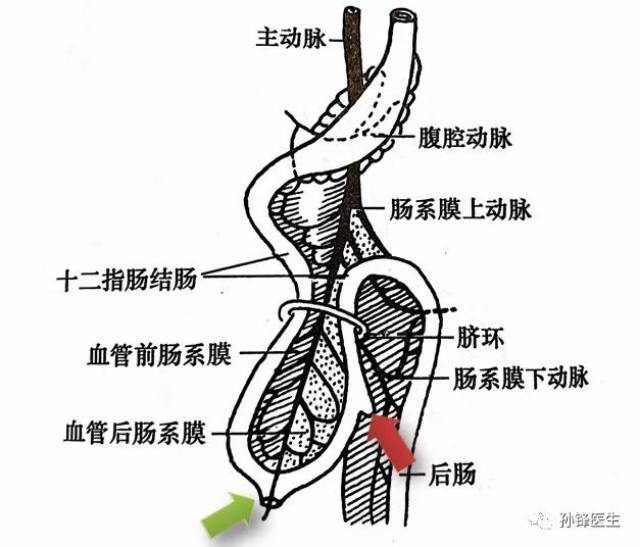 医学专家|原肠的生理性旋转过程,究竟发生了什么?