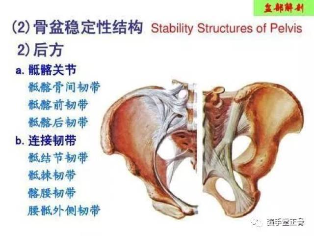 科普:人体运动的核心——骨盆