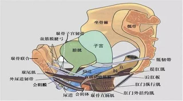 在我国已婚女性中,有45%存在不同程度的盆底功能障碍,严重困扰女性