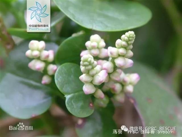 【户外知识】中国常见野菜及其食用-(77)木耳菜