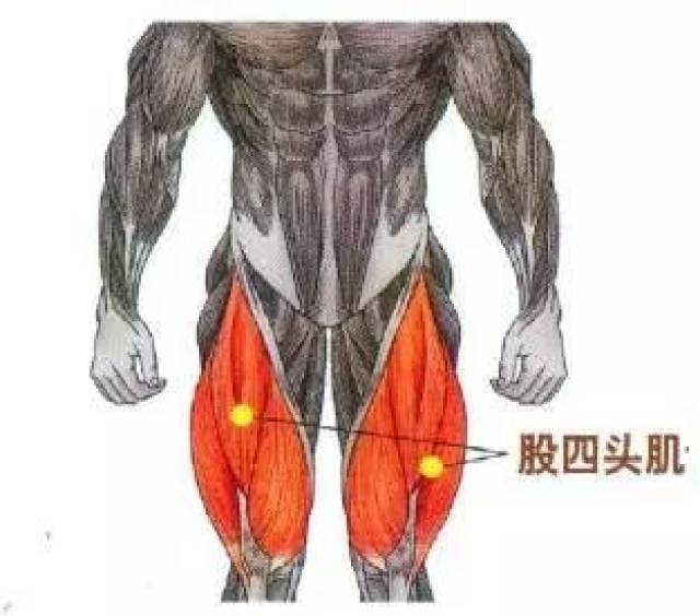 股四头肌是人类大腿最重要的肌肉群