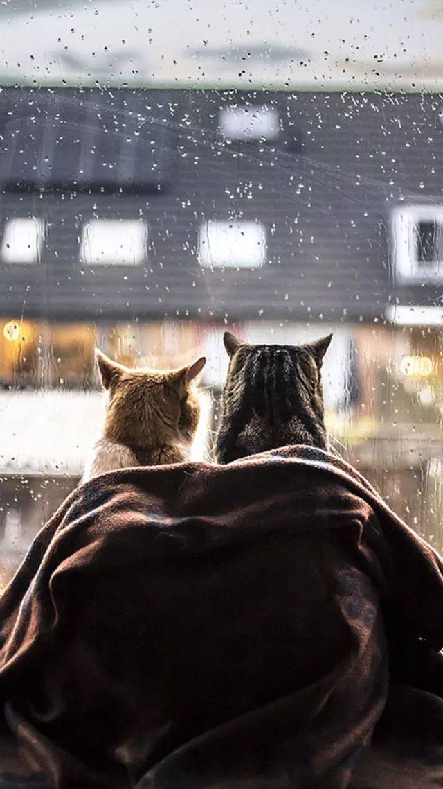 这几天好多地方都下雨了 特别喜欢夏天的时候,外面下着大雨 我躺在床