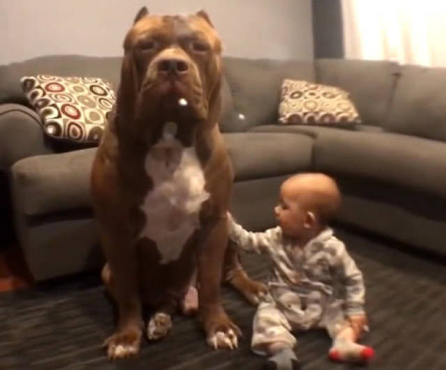 巨型比特犬被小宝宝一口咬住尾巴,下一秒全家都惊的目