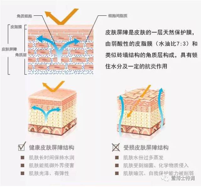 皮肤是否健康关键就在于角质层和皮脂膜这两个东西.