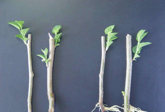 3种常见"神器"能让植物扦插枝条快速生根,第2种我们每天都用