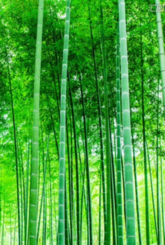 竹林深深护眼手机壁纸送给你,愿你平安吉祥,爱情长久