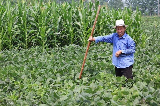 粮价走低种地赔钱,农民宁愿土地撂荒也不流转,5句话看老农心声