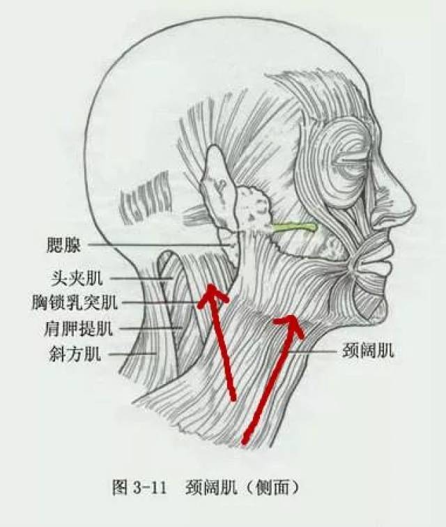 江疏影妈妈火了,美成翻版王祖贤,真正惊艳