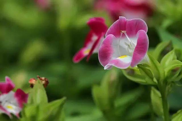 网购花卉必知:花卉缓苗期管理的3个要点