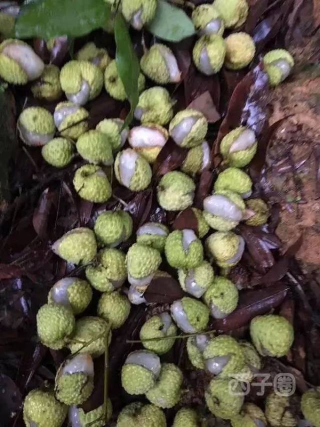 心疼!暴雨后惠东这些荔枝变成了"开心果"