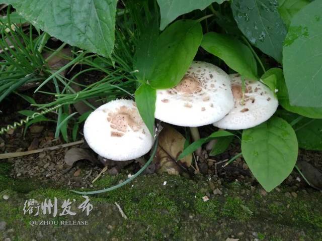 进入夏季多雨季节,气候湿润,野生蘑菇生长旺盛.