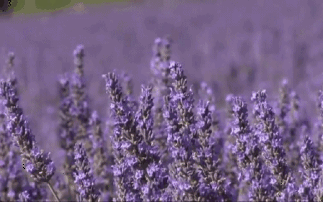 美翻!西安周边竟然有9处薰衣草花海,你距离普罗旺斯只有1小时!