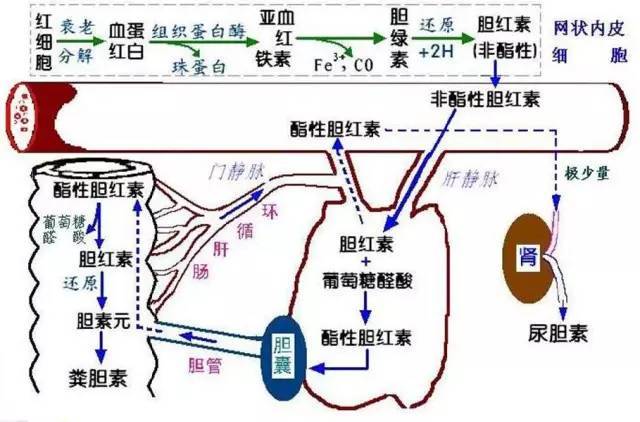 尿胆原(ubg),尿胆红素(bil) 尿胆原和尿胆红素阳性,多提示有黄疸存在