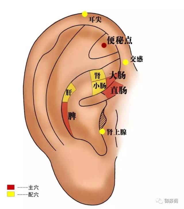 耳朵可以治百病!