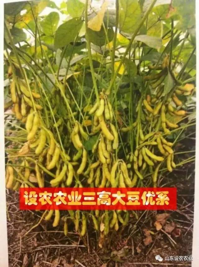 大豆的结荚习性一般可分为无限,有限和亚有限三种类型.
