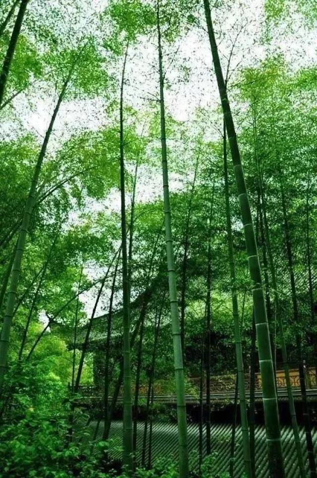 什么是"竹子定律"(发人深思)