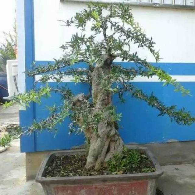 如何让石榴树盆景主干变粗