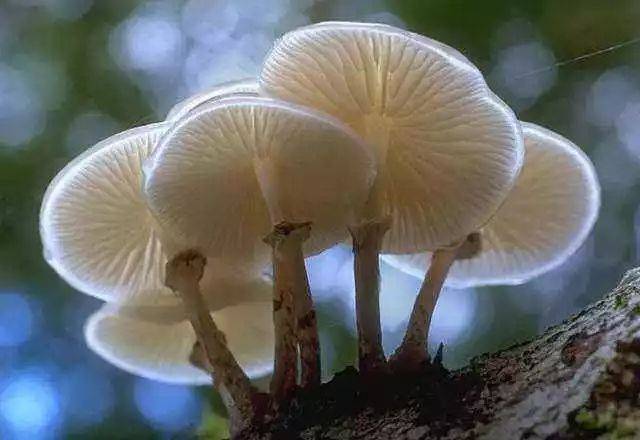 毒蘑菇是什么样子的?