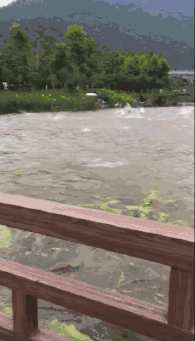 昨天灵湖公园的鱼上演"集体蹦迪",难道是传言中的鱼跃龙门?