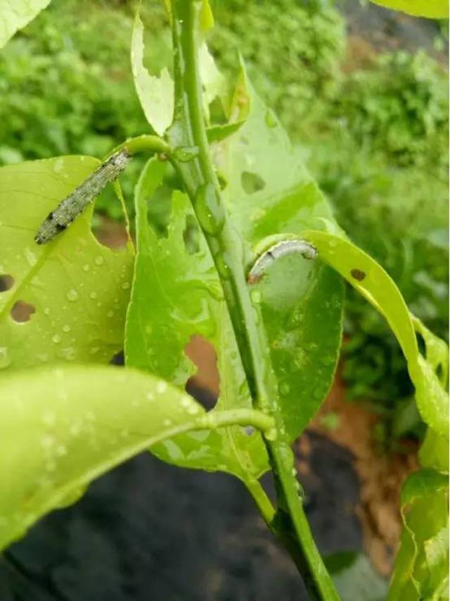 是病虫害多发的时期,虫害主要包括鳞翅目幼虫如斜纹夜蛾,鞘翅目的象甲