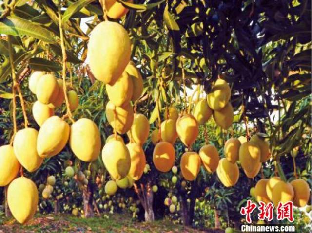 丽江将依托旅游,生态等优势重点发展特色水果,高山蔬菜,道地中药材