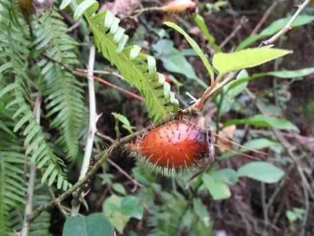 龙川山里的这些宝贝,味道太美,你还记得几样?