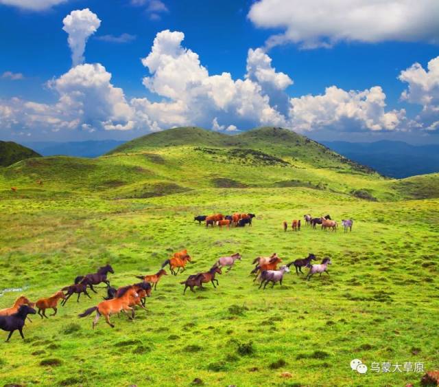 风景名胜区 平均海拔2500米左右 是贵州乃至西南地区海拔最高的草原