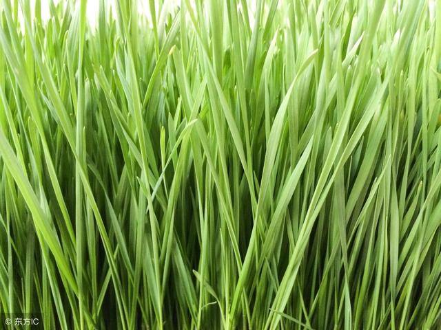 散文:麦草