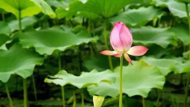 什么样的池塘开满了啥样的荷叶 6e1f3a4342864fd2b2f221c2cb70e95a.jpeg