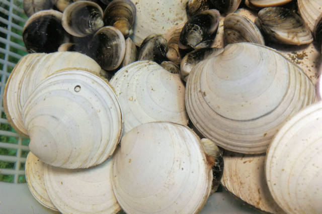 休渔期贝类海鲜丰富多彩 2头鲍鱼260元一斤 常见的蛤蜊5元一斤