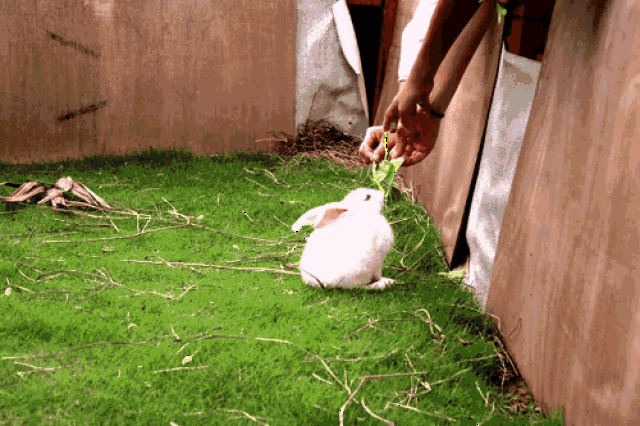 酒店拥有1600平米的户外泳池,分为五个区域,游泳池,儿童池,按摩池