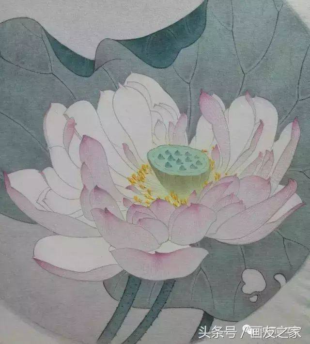 工笔荷花,牡丹,玉兰步骤画法,美美哒