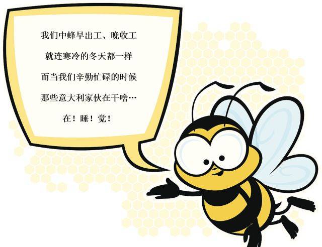 中蜂才是真正"勤劳的小蜜蜂"啊!